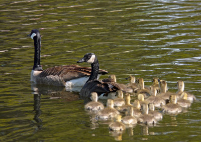 Canada Geese Family in Rossmoor Pond