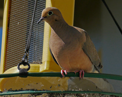 Day1Mourning Dove test1-cropped edited