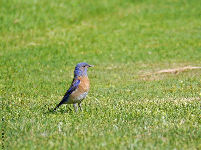 Western Bluebird