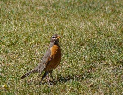 American Robin