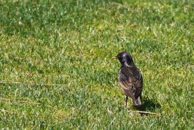 European Starling