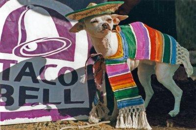 Chihuahuas Taco Bell Hispanic costume