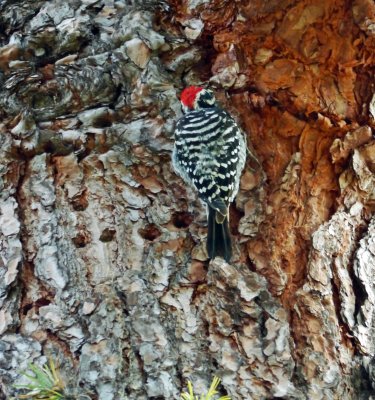 Nuttail's  Woodpecker