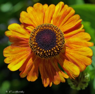 Orange unidentified daisy type
