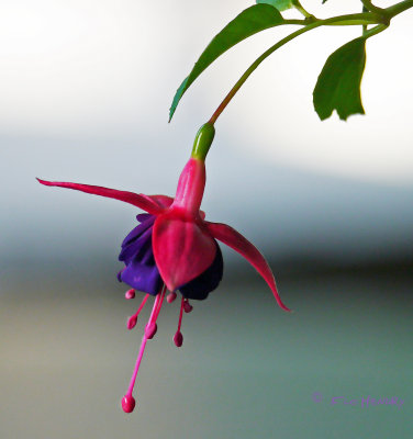 Fuchsia