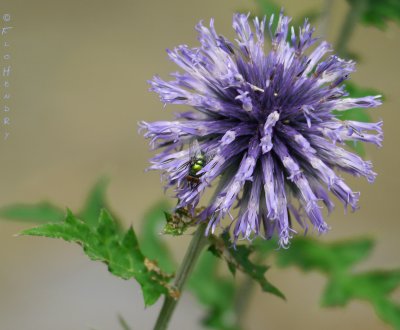 Annie's Purple Thistle Flower