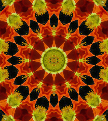Kaleidoscope: Mex Poppy #  5