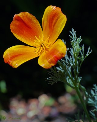 Annie's Poppy