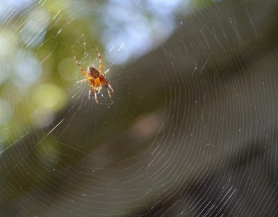 Garden Orb Spider 