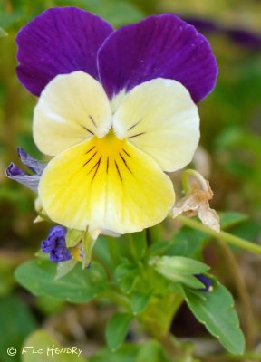 Viola - Yellow & violet/blue