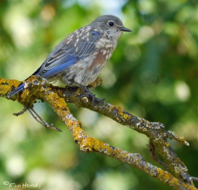 Western Bluebird Juvenile