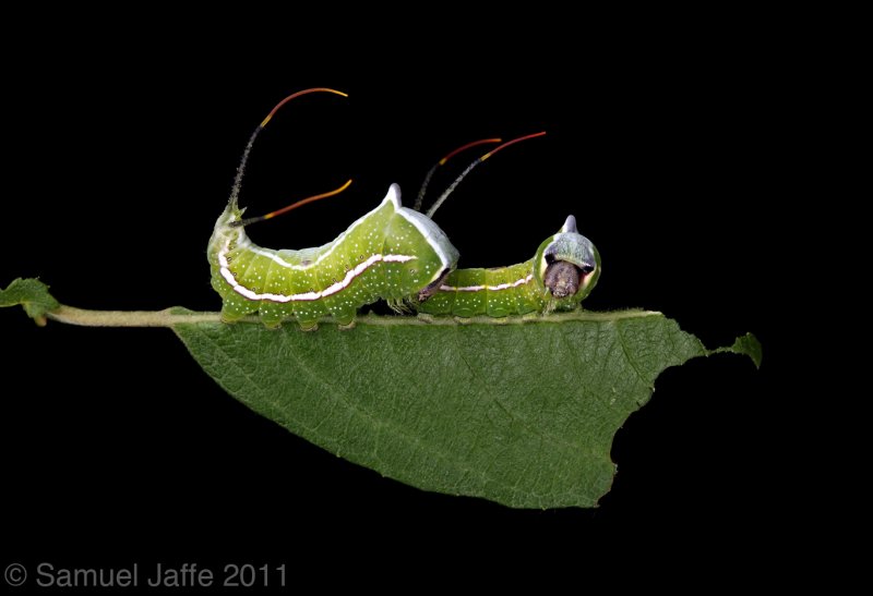  Life on the Leaf Edge - Etched 21x31