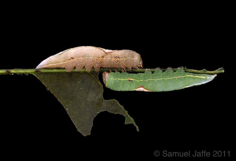 Heterocampa obliqua - Oblique Heterocampa