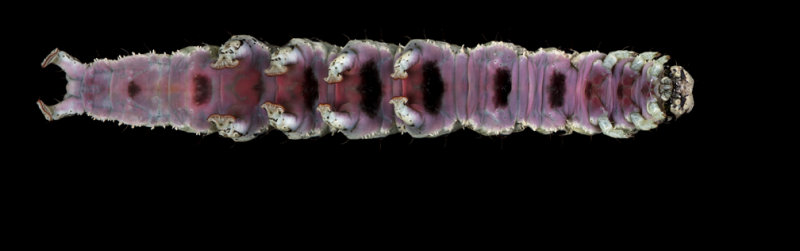 Catocala Ilia