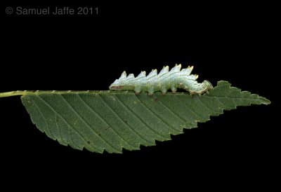  Life on the Leaf Edge - Toothed 21x31