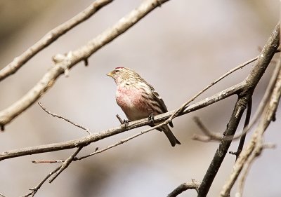 Common Redpoll