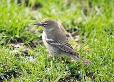 Pine Warbler