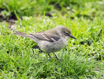 Pine Warbler (female)