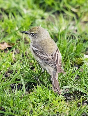 Pine Warbler (female)