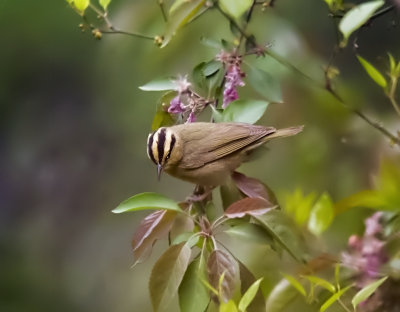 Worm-eating Warbler