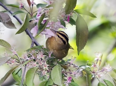 Worm-eating Warbler