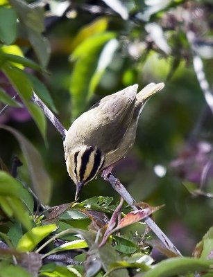 Worm-eating Warbler