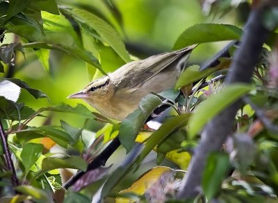 Worm-eating Warbler