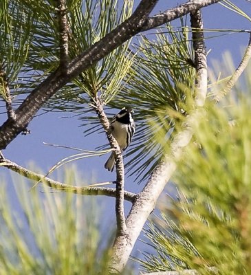 Black-throated Gray Warblers