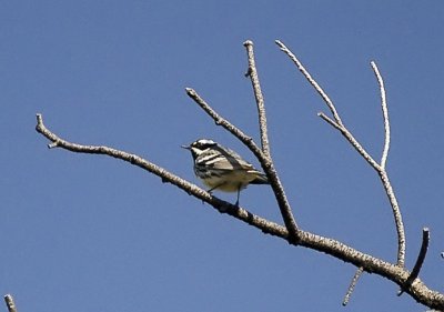 Black-throated Gray Warbler