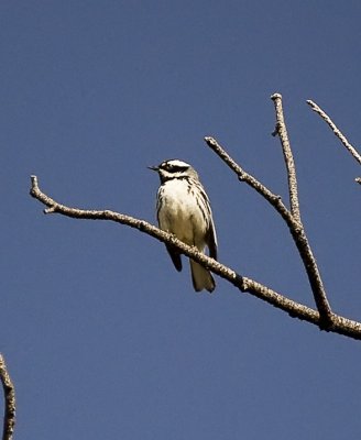 Black-throated Gray Warbler