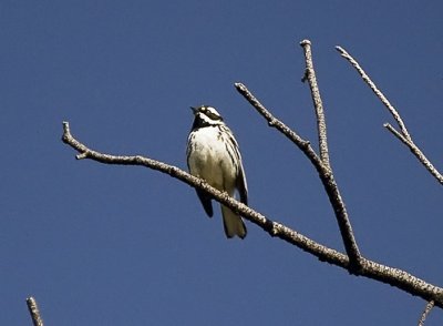 Black-throated Gray Warbler