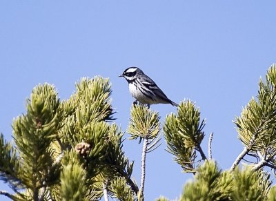 Black-throated Gray Warbler
