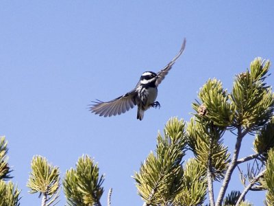 Black-throated Gray Warbler