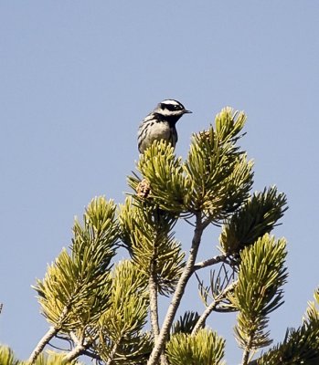 Black-throated Gray Warbler
