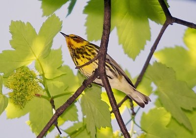 Cape May Warblers