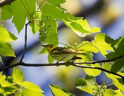 Cape May Warbler