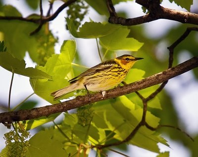 Cape May Warbler