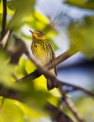 Cape May Warbler