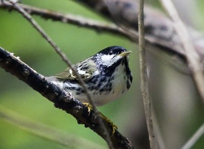 Blackpoll Warbler