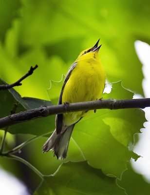 Blue-winged Warbler