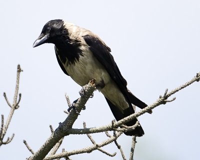 Hooded Crow