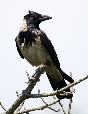 Hooded Crow