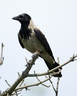 Hooded Crow