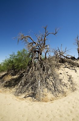 Death Valley National Park