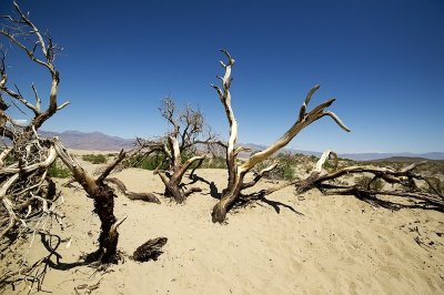 Death Valley Spring 2011