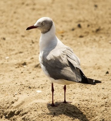 Gray-hooded/headed Gull