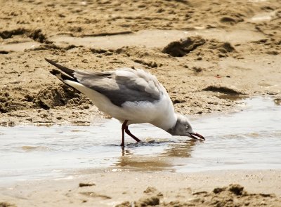 Gray-hooded/headed Gull