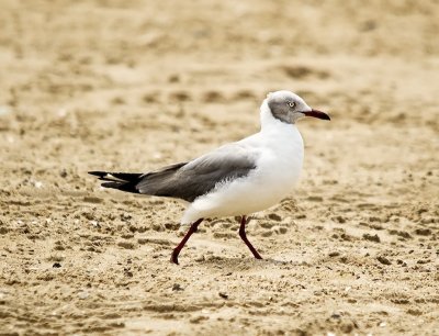 Gray-hooded/headed Gull