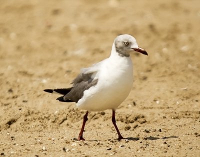 Gray-hooded/headed Gull