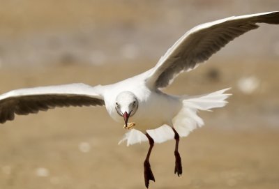 Gray-hooded/headed Gull